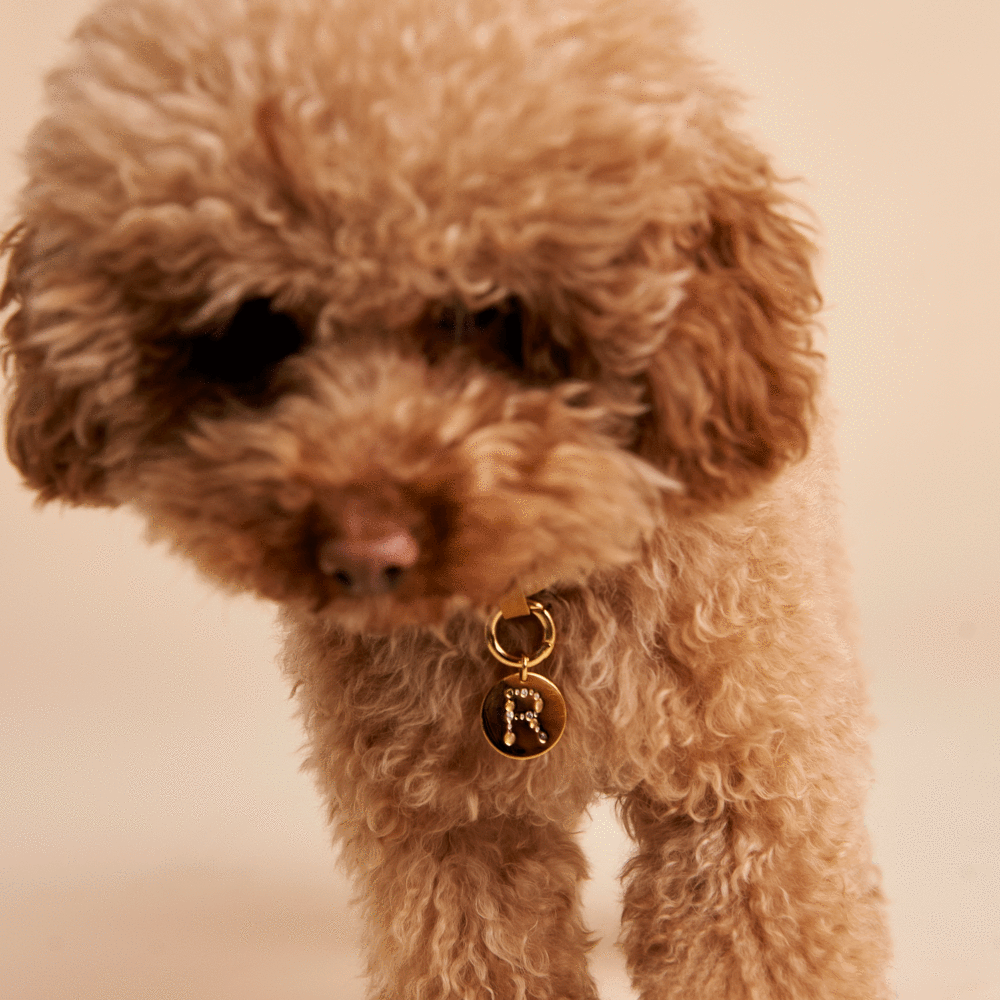 Letter R Pet Charm Jewellery