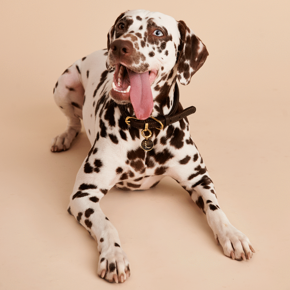 Letter S Pet Charm Jewellery