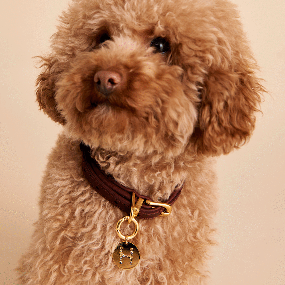 Letter N Pet Charm Jewellery