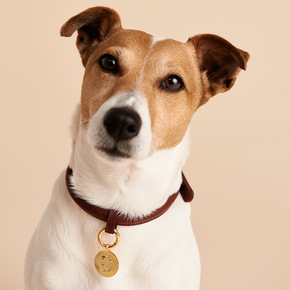 Letter D Pet Charm Jewellery