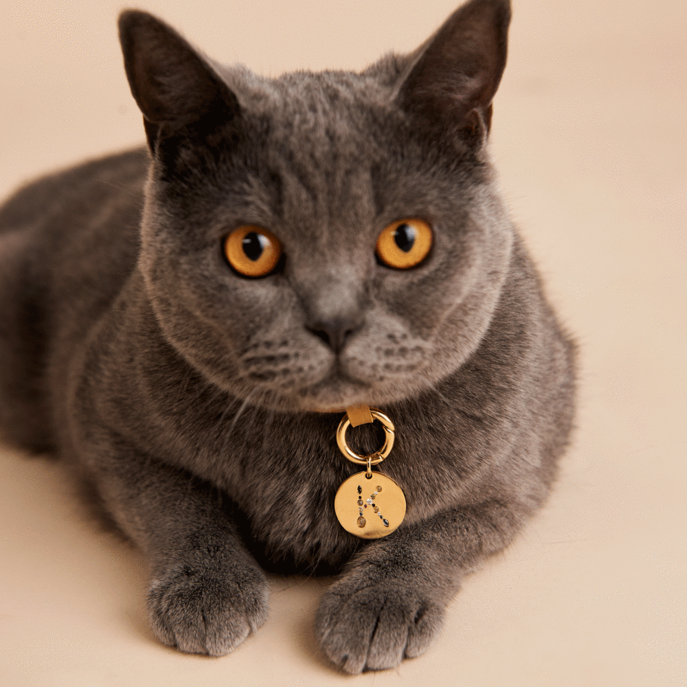 Letter K Pet Charm Jewellery