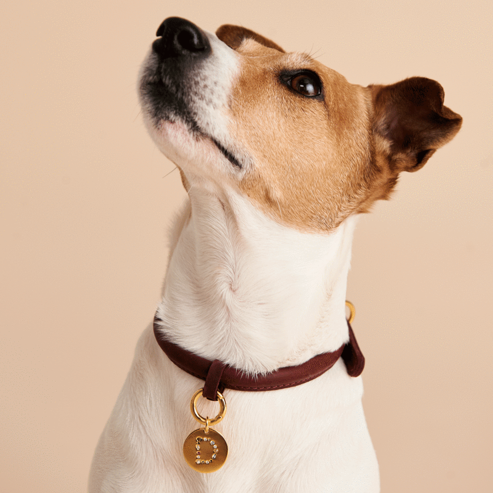 Letter D Pet Charm Jewellery