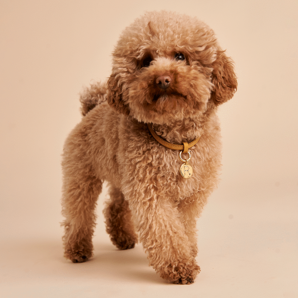 Letter R Pet Charm Jewellery