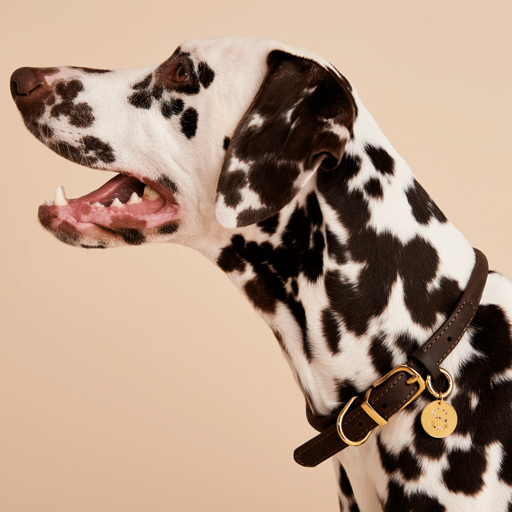 Letter S Pet Charm Jewellery