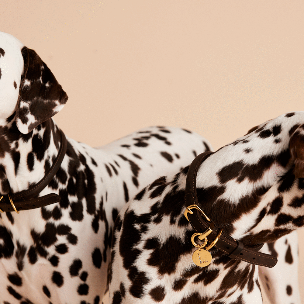 Letter M Pet Charm Jewellery