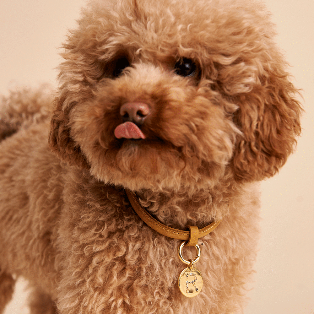 Letter R Pet Charm Jewellery