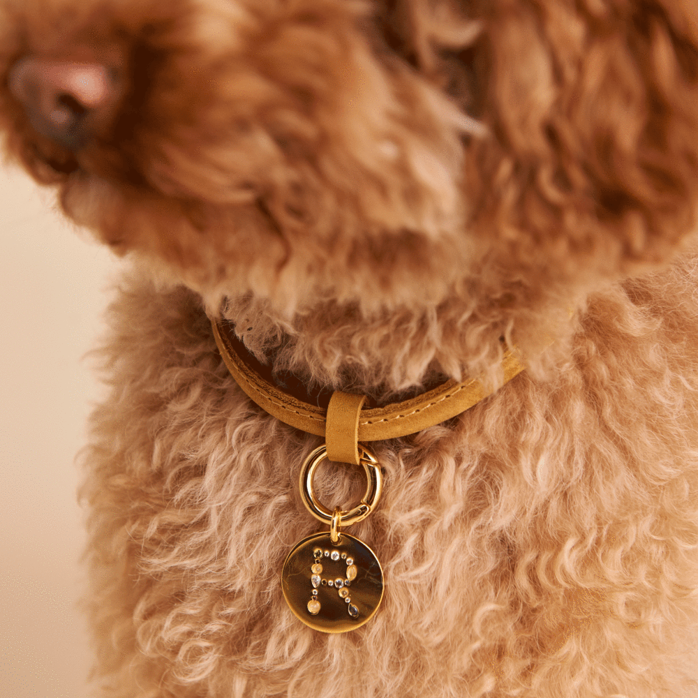 Letter R Pet Charm Jewellery