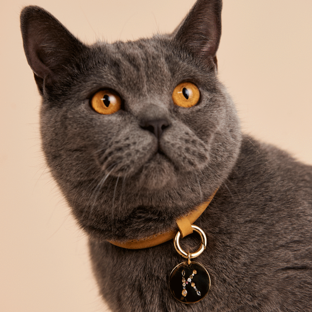 Letter K Pet Charm Jewellery