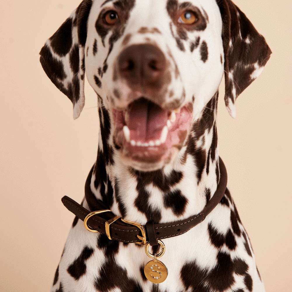 Letter S Pet Charm Jewellery
