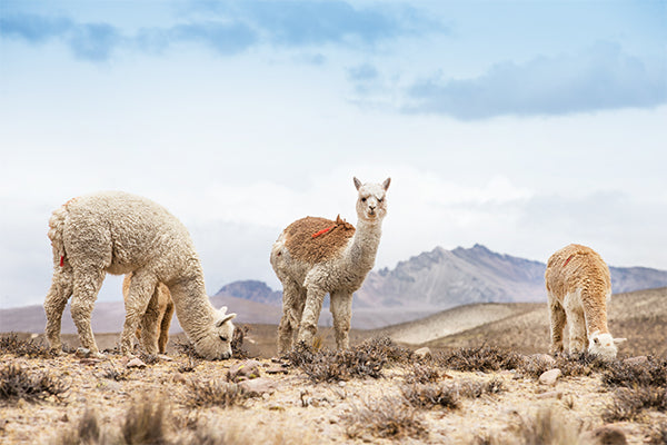 ELVANG Alpaca Textiles and Home Products