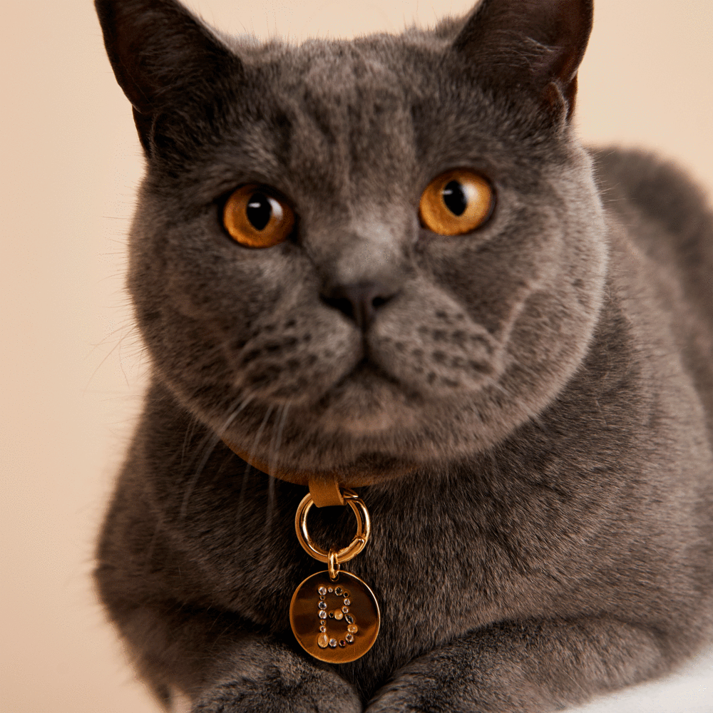 Letter B Pet Charm Jewellery